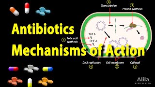 Antibiotics  Mechanisms of Action Animation [upl. by Aicissej986]