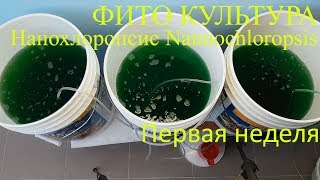 Фито культура Нанохлоропсис Nannochloropsis Первая неделя [upl. by Pablo]