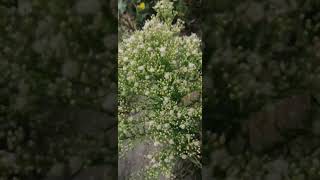 نباتات الجبسوفيلا البيضاءWhite Gypsophila Plants [upl. by Isiah]