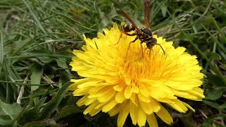 Asian Paper Wasp Queen Visits Dandelion Flowers in Mid Spring [upl. by Nosrak]