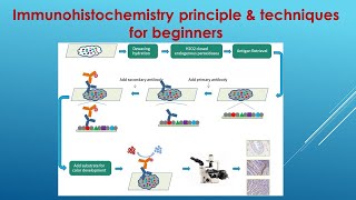 Immunohistochemistry Explained Principle and Techniques for beginners [upl. by Norling]