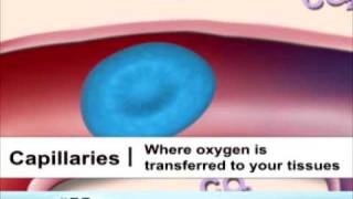 Types of Blood Vessels [upl. by Anahsahs35]