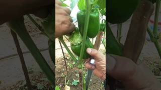 Growing Capsicum Shorts garden farming 💕 [upl. by Nagle]