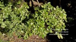 Nothofagus antarctica Antarctic Beech [upl. by Anallise196]