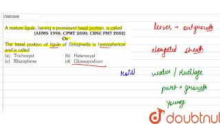 A mature ligule having a prominent basal portion is called Or The basal portion of ligule of [upl. by Niac]