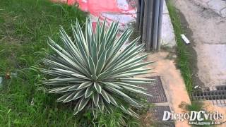 Agave angustifolia Marginata  Caribbean Agave Agavoideae [upl. by Castorina178]