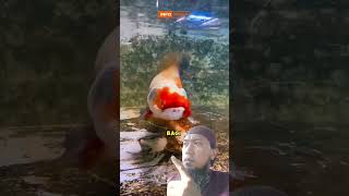 😱 ARAPAIMA GIANT FISH TANK❗IKAN TOMAN  TOMAN FISH [upl. by Boffa]