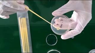 Inoculating an agar plate with E coli [upl. by Mab649]