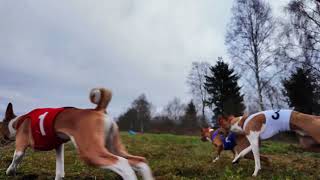 BOSFOR CLUB  dogs traning [upl. by Ellery]