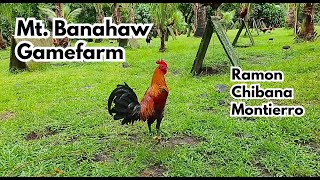 Big Farm in the Philippines Mt Banahaw Gamefarm [upl. by Euqram]