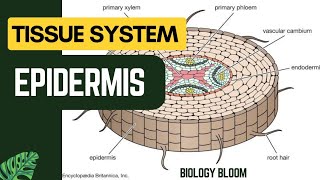 Epidermis  Plant Tissue System  Biology Bloom [upl. by Kroll]