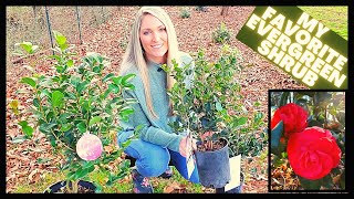 How To Grow Camellias  Camellia Japonica vs Sasanqua [upl. by Armalda]