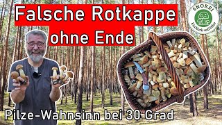 Falsche Rotkappe ohne Ende  Pilze Wahnsinn bei 30 Grad im Kiefernwald  Massenvorkommen [upl. by Vine]