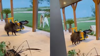 Man Finds Hungry Javelina on his Front Porch  WooGlobe [upl. by Trixy]