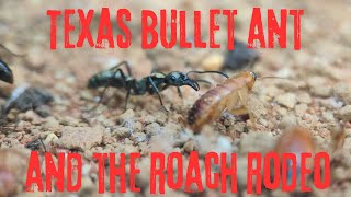 Texas Bullet Ants and the roach rodeo Neoponera Villosa [upl. by Wehttam447]