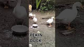 Pekin Duck httpswwwyoutubecomchannelUCdUZ9zKeBkP8oH7ioqpKCeg [upl. by Engdahl]