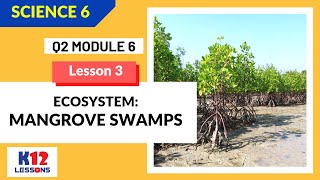 Science 6 Quarter 2 Module 6 Lesson 3  Ecosystem Mangrove Swamps [upl. by Niac798]