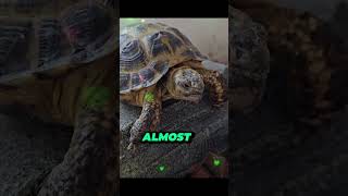 Cute tortoise reptiles pets fyp lizards animal reels shorts shortvideo tortoise pet [upl. by Neukam]