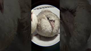 Baby Ringneck Doves The Frosty right is available for sale Contact317 7561680 birds dove [upl. by Yedarb569]