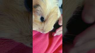 Purring Sheltie Guinea pig [upl. by Nnayrrehs866]