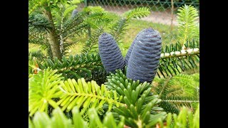 Young Korean fir with cones  Abies koreana  Jodła koreańska  구상나무 [upl. by Anna-Diana]