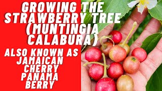 Growing The Strawberry Tree Muntingia Calabura Also Known As Jamaican Cherry Panama Berry [upl. by Eniamrehs]