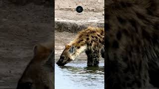 Hyena Quenching Thirst in Etosha  Nature’s Resilience wildlife safarisightings animals [upl. by Rebhun]