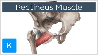 Pectineus Muscle  Origin Insertion Function amp Innervation  Anatomy  Kenhub [upl. by Schmeltzer722]