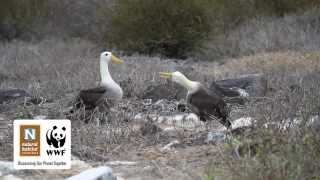 Waved Albatross Mating Dance in the Galapagos Islands [upl. by Otilia908]