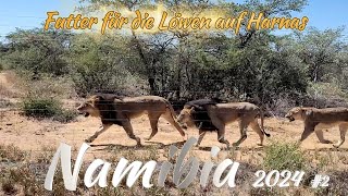 Nambozi 2024 2  Futter für die Löwen  Harnas Wildlife Foundation Namibia [upl. by Haden164]