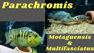 Parachromis Motaguensis amp Multifasciatus [upl. by Prissie]