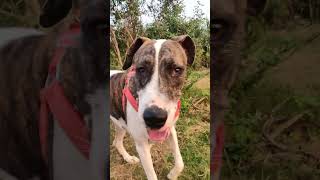 Pakistani bully dog diet plan doglover pakistanibully viralshort [upl. by Nuajed496]