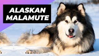 Alaskan Malamute 🐶 The Fluffiest Snow Dog Youll Ever Meet [upl. by Luby]