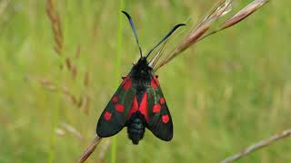 Narrowbordered Fivespot Burnet Zygaena lonicerae [upl. by Mccarthy]