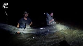 Two Giant Hammerhead Sharks and Big Bull Shark on Prodigy Fishing Charter Sharks Released Safely [upl. by Inaleon698]