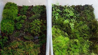 How to Propagate Your Own Moss [upl. by Arahset]