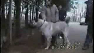 Worlds Strongest Fighter Dog  The Kurdish Kangal [upl. by Sivek4]