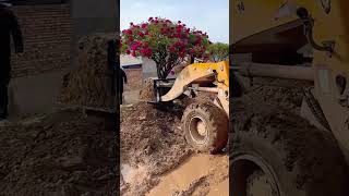 Loader transplanting potted roses process [upl. by Ennalyrehc]