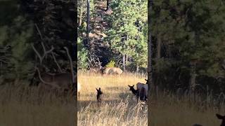 The Ultimate Elk Hunting dream canyon shorts wildlife hunting [upl. by Arob]