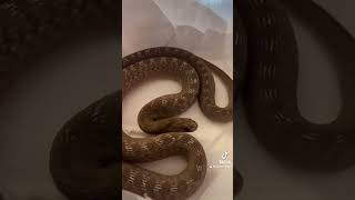 Dasypeltis Gansi serpent reptiles [upl. by Leuneb]