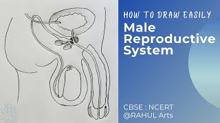 How to draw Male Reproductive System in easy steps  Class 10 Biology CBSE RAHULArtsBiology [upl. by Mimi]