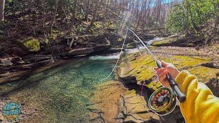 My first dry fly fish of the YEAR Fly Fishing a TINY Creek for Trout [upl. by Dunlavy]