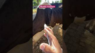 Mastitis treatment cow veterinary problem  amoxicillin cow disease saro ka ilaj  vet dr mudassir [upl. by Thunell]