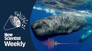 Do sperm whales have an alphabet  New Scientist Weekly podcast 249 [upl. by Akkire]