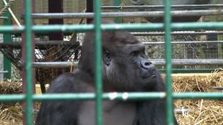 Kifu the Silverback Climbing Enclosure  Howletts Wild Animal Park Kent UK  2010 Gorilla [upl. by Ric]