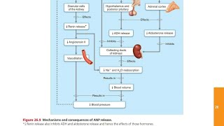 Atrial Natriuretic Peptide ANP [upl. by Vel844]