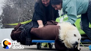 Scared Puppy Mill Rescue Refused To Come Inside The House Until  The Dodo [upl. by Eldred]