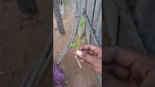 Grafting Jasminum grandiflorum with star gooseberrycutting separation to graftshortsjasminum [upl. by Rance]