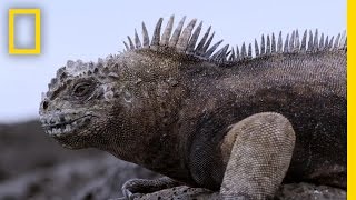 Experience the Beauty of the Galápagos New Marine Sanctuary  National Geographic [upl. by Aubry]