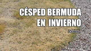 Césped bermuda en invierno  JARDÍN Ep 9 [upl. by Adonis]